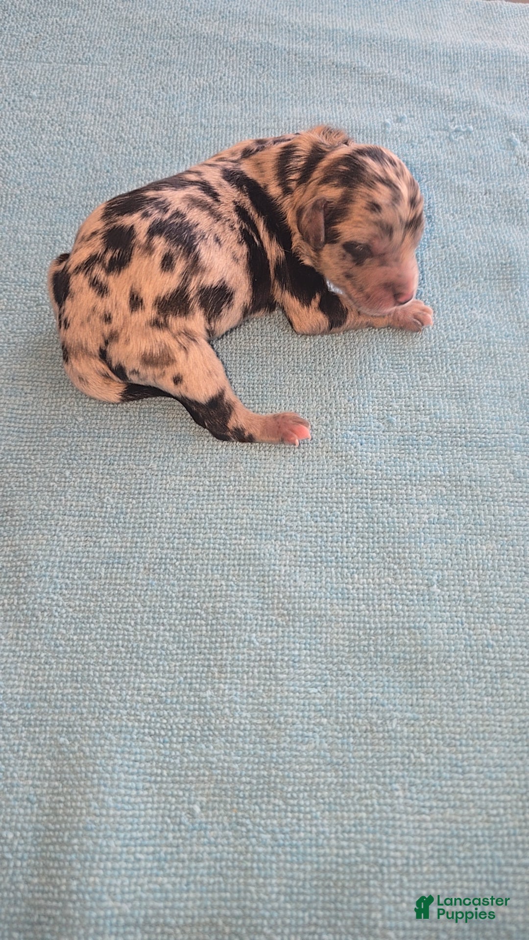 Mixed Breed dogs for sale: Merle - Ad 2