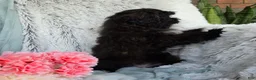 Shihpoo dogs for sale: Dawn - Ad 5