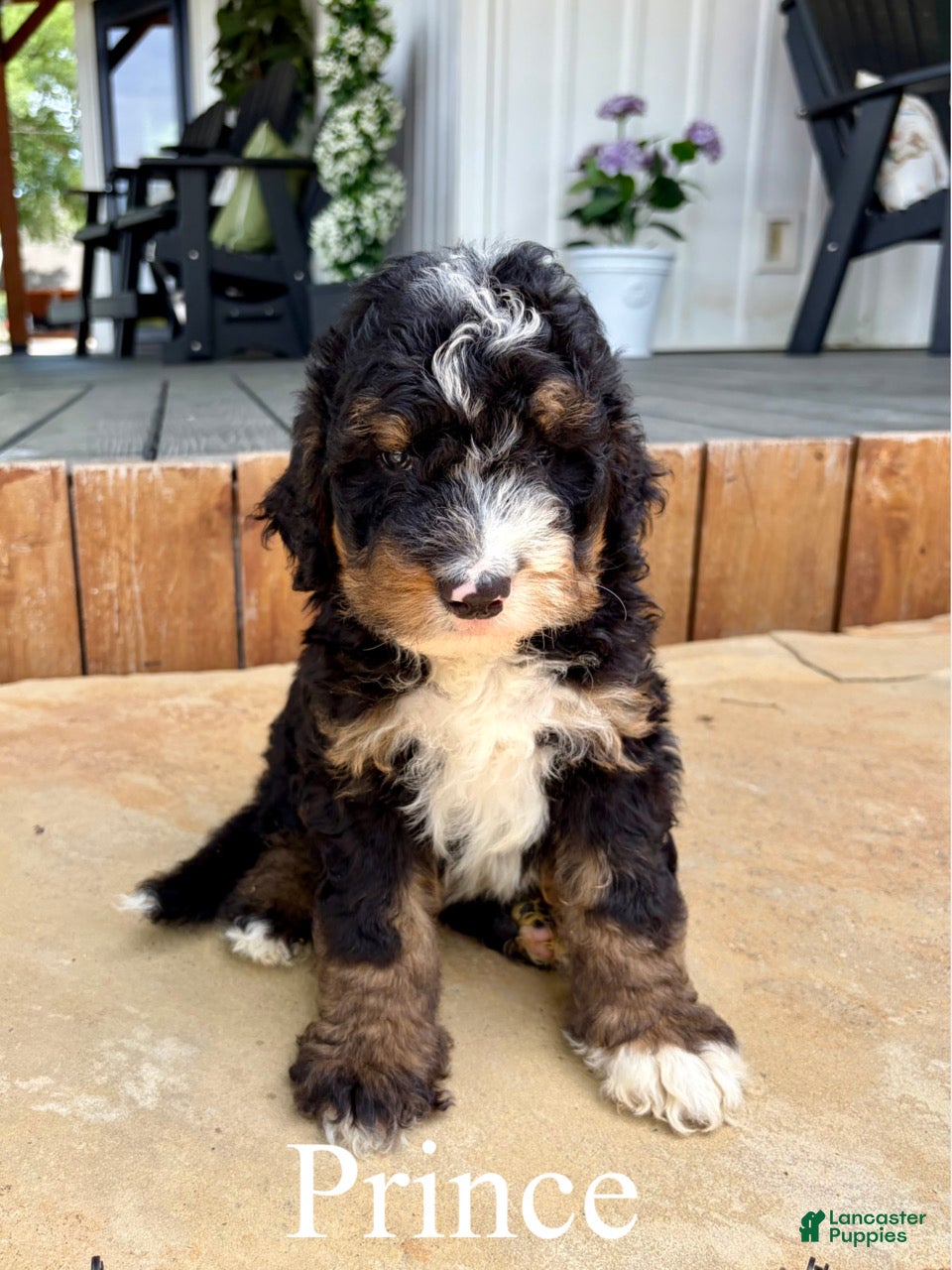 Bernedoodle dogs Prince - Ad 1