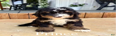 Prince