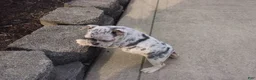 French Bulldog dogs for sale: Luna - Ad 2