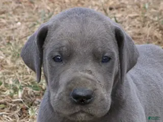 Great Dane dogs Sarge - Ad 18