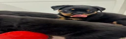 Rottweiler dogs for sale: Rottweiler 6 - Ad 6