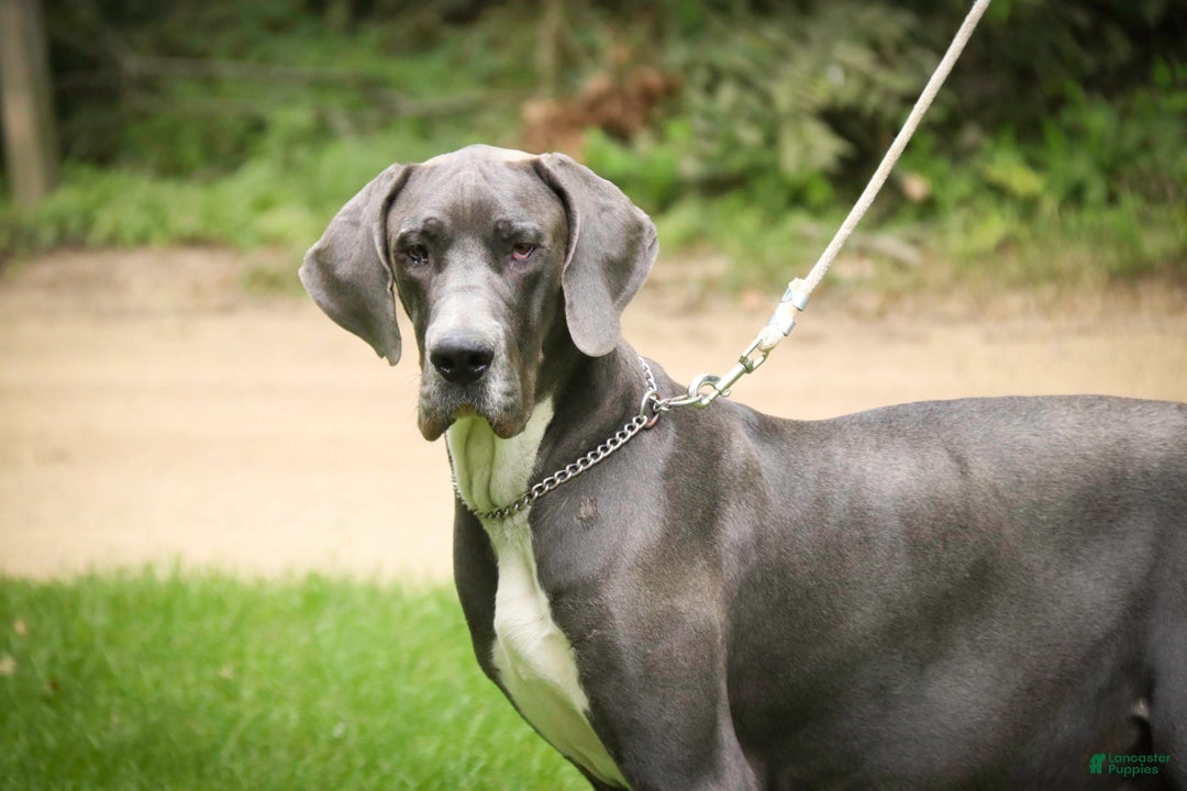 Great Dane dogs for sale: Lilah - Ad 7