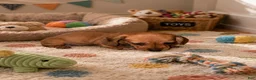 Miniature Dachshund dogs for sale: Coco - Ad 2