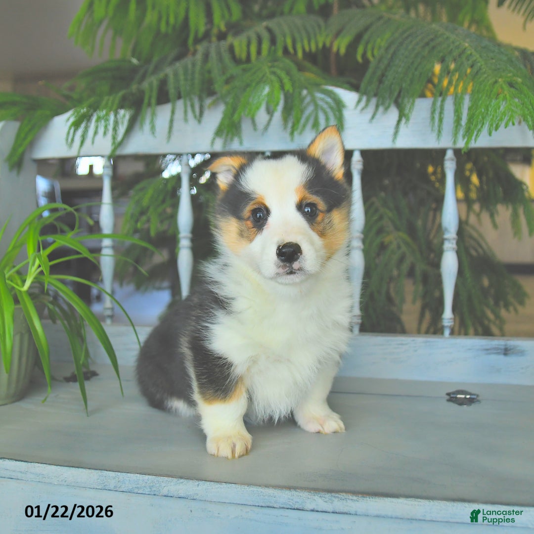 Welsh Corgi Pembroke dogs for sale: Elvis  - Ad 1