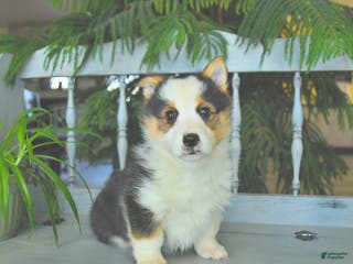 Welsh Corgi Pembroke dogs Elvis - Ad 11