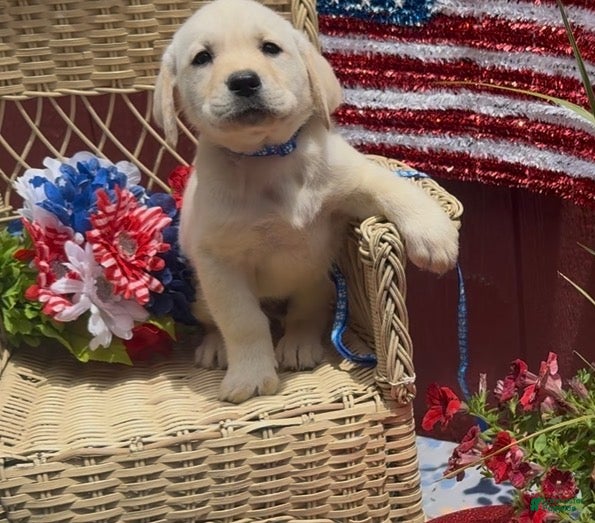 Labrador Retriever dogs for sale: Labrador Retriever Puppy 1 - Ad 3