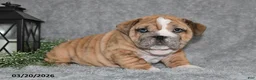 English Bulldog dogs for sale: Zane - Ad 5