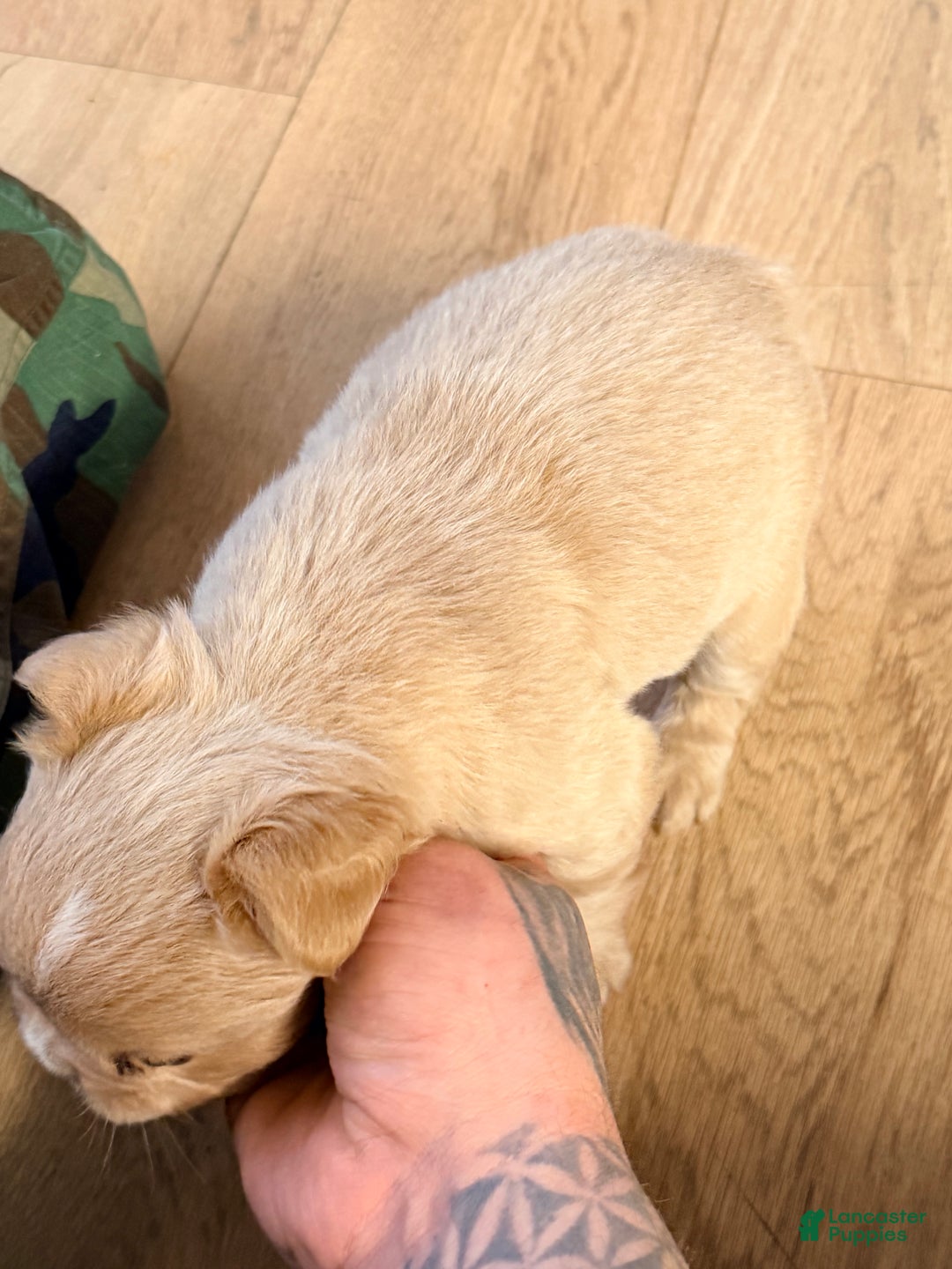 French Bulldog dogs for sale: French Bulldog Puppy 1 - Ad 4