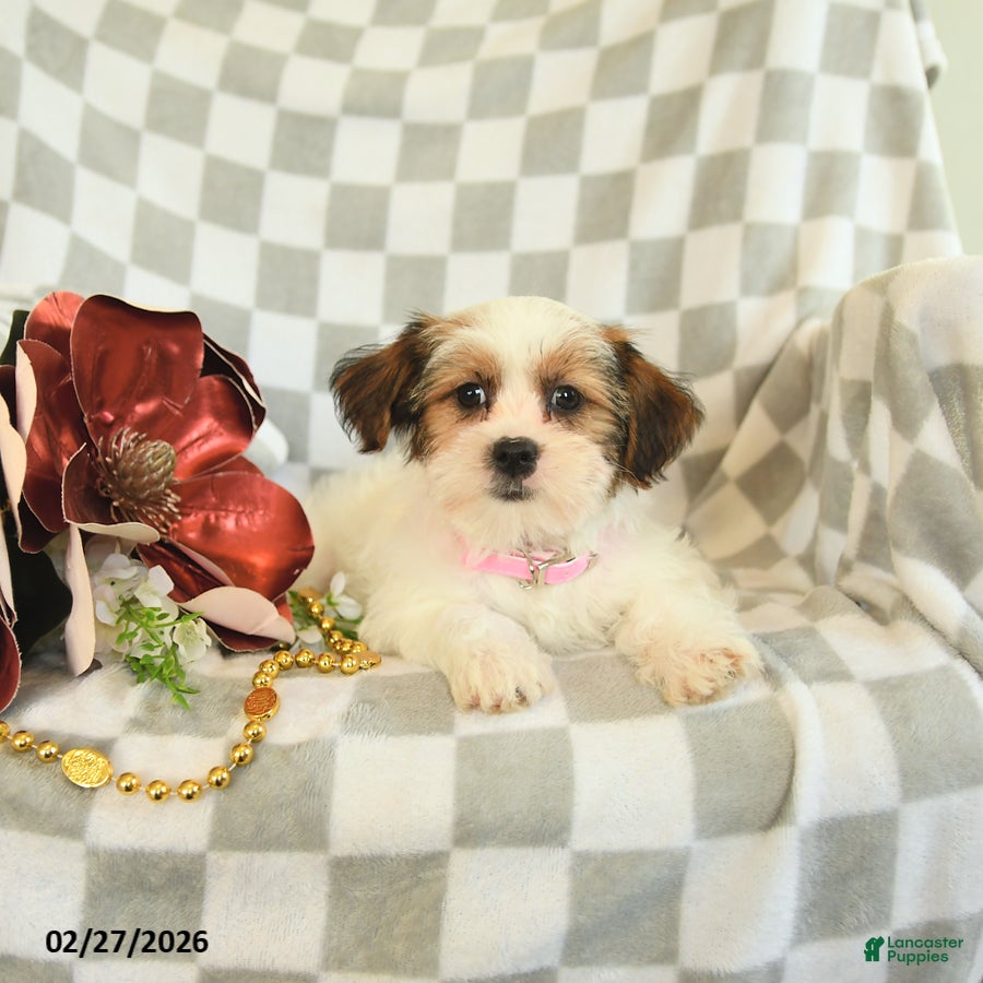 Shorkie dogs Rosie - Ad 2