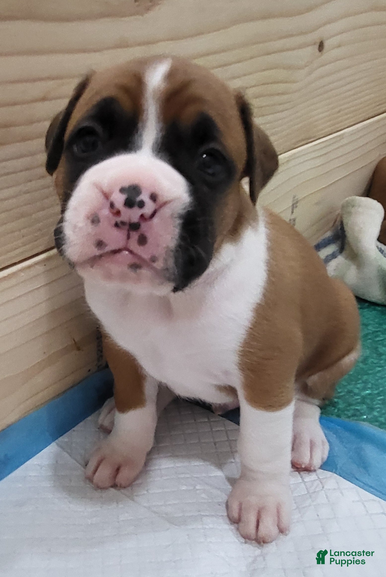 Boxer dogs for sale: ROME - Ad 2