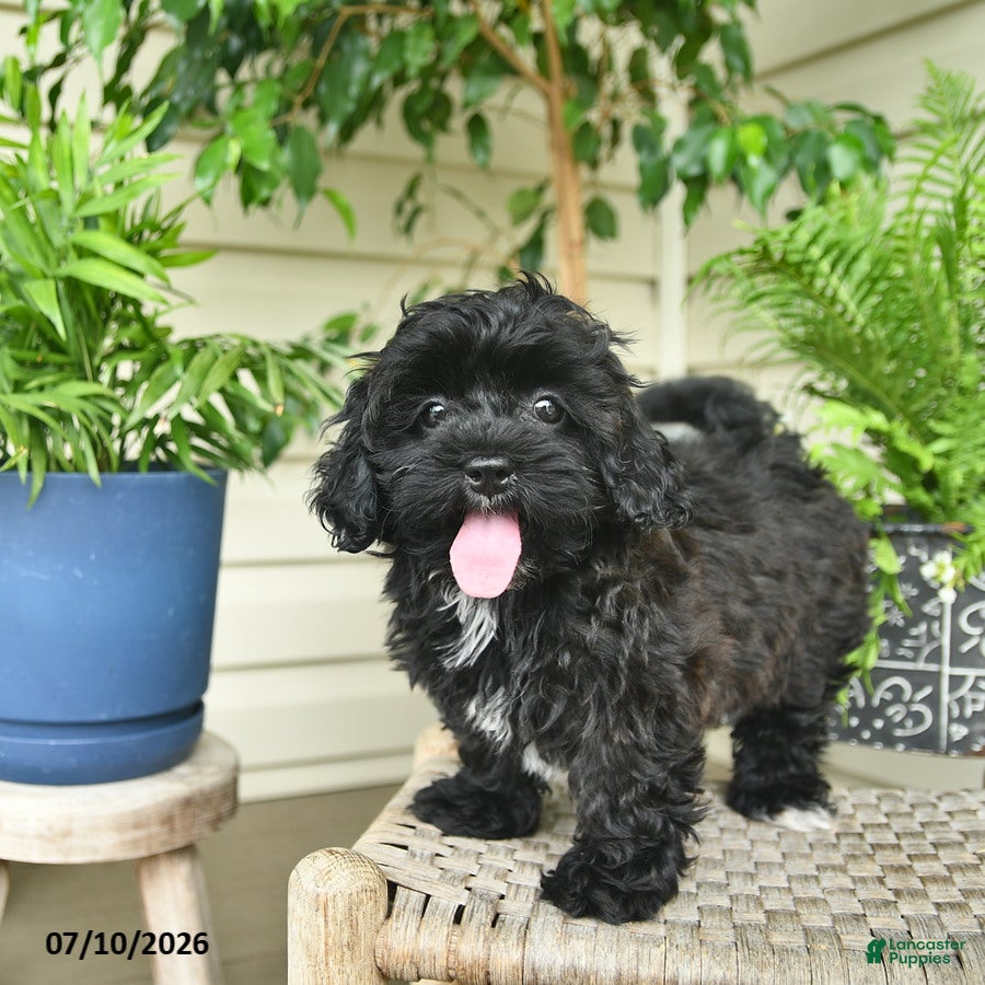 Shihpoo dogs Cindy  - Ad 2