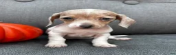 Miniature Dachshund dogs for sale: Olive - Ad 4