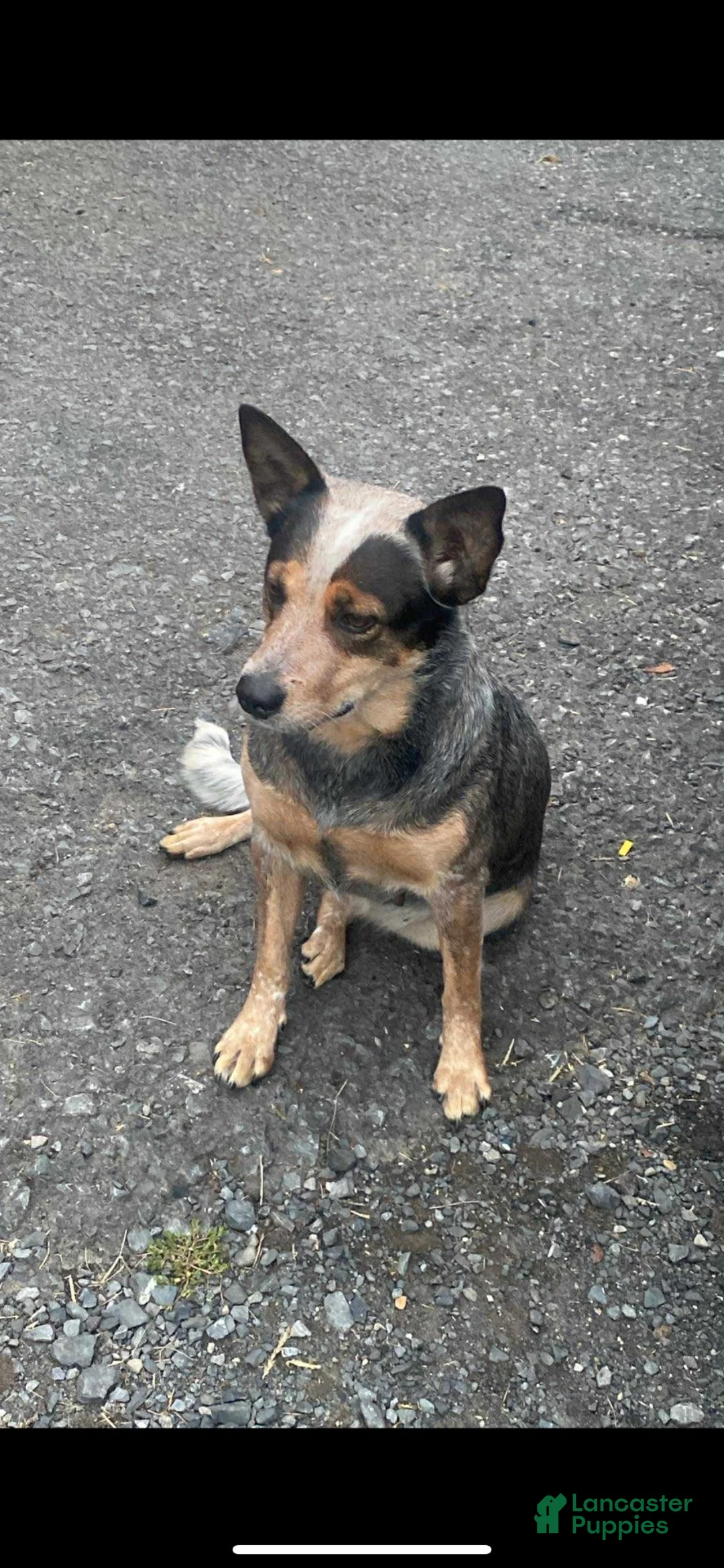 Australian Cattle Dog dogs for sale: Australian Cattle Dog 7 - Ad 2