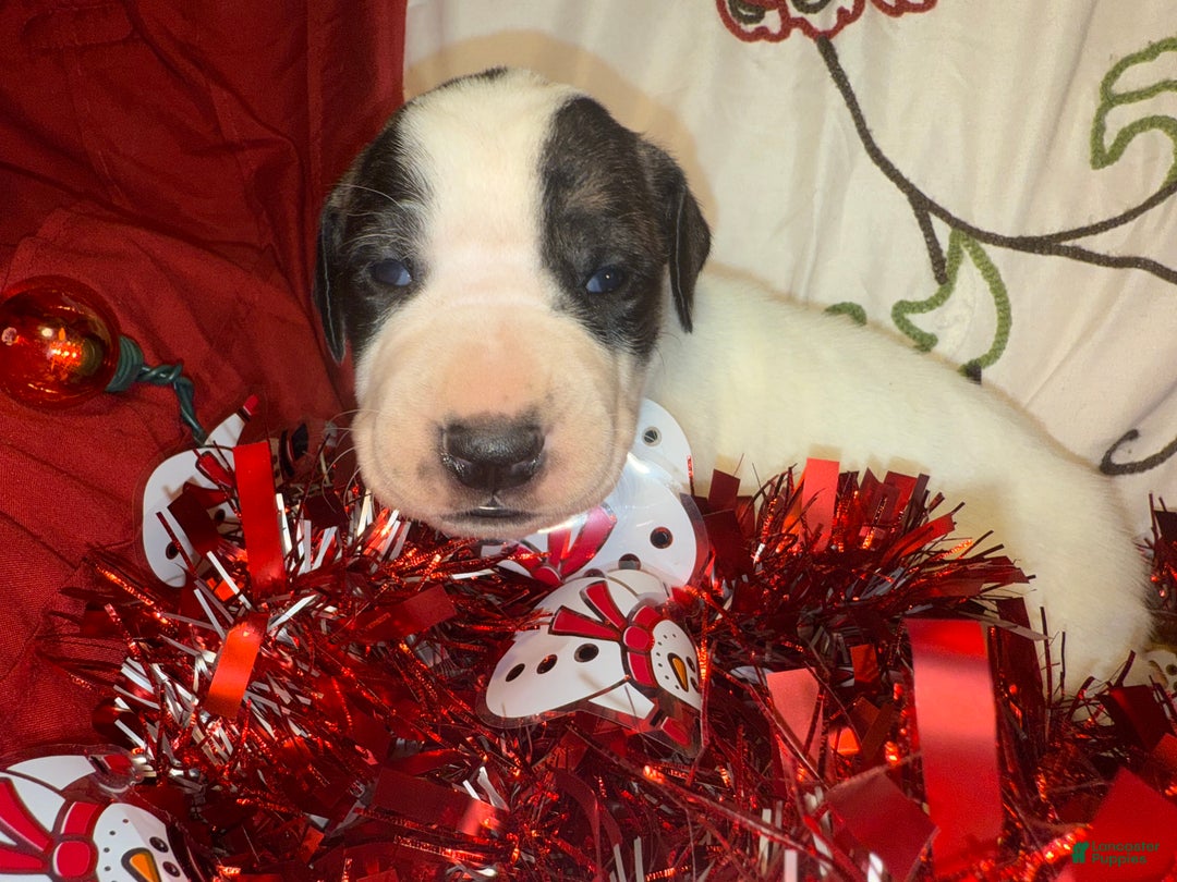 Great Dane dogs for sale: Vicky - Ad 2