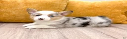 Welsh Corgi Pembroke dogs for sale: Sally - Ad 6