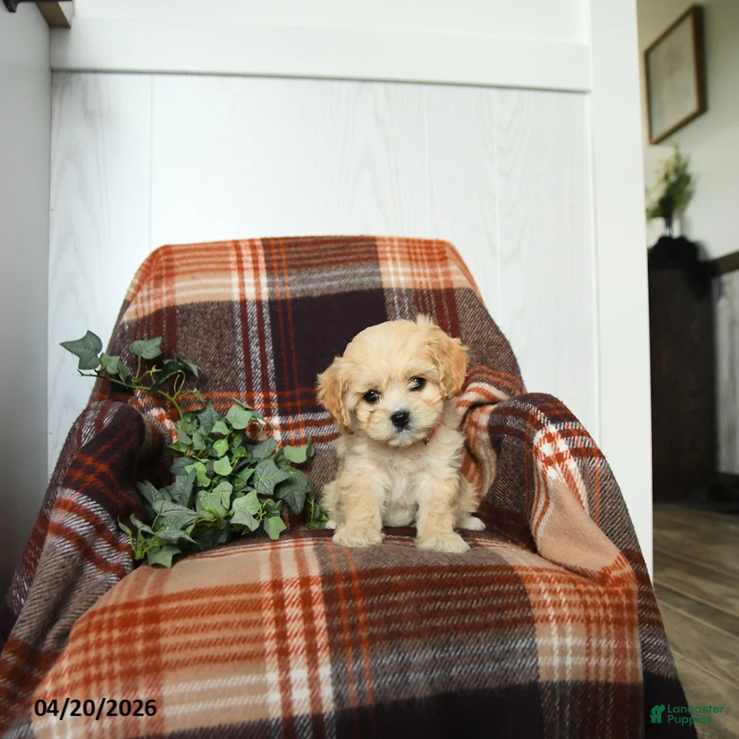 Cavachon dogs for sale: Kia - Ad 2