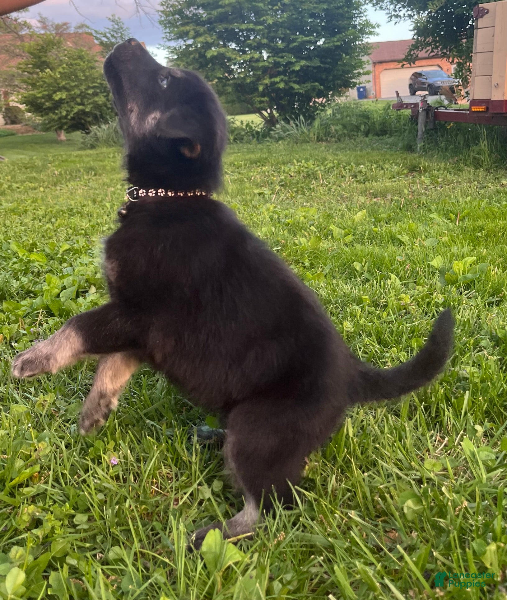 Goberian dogs Archer - Ad 1