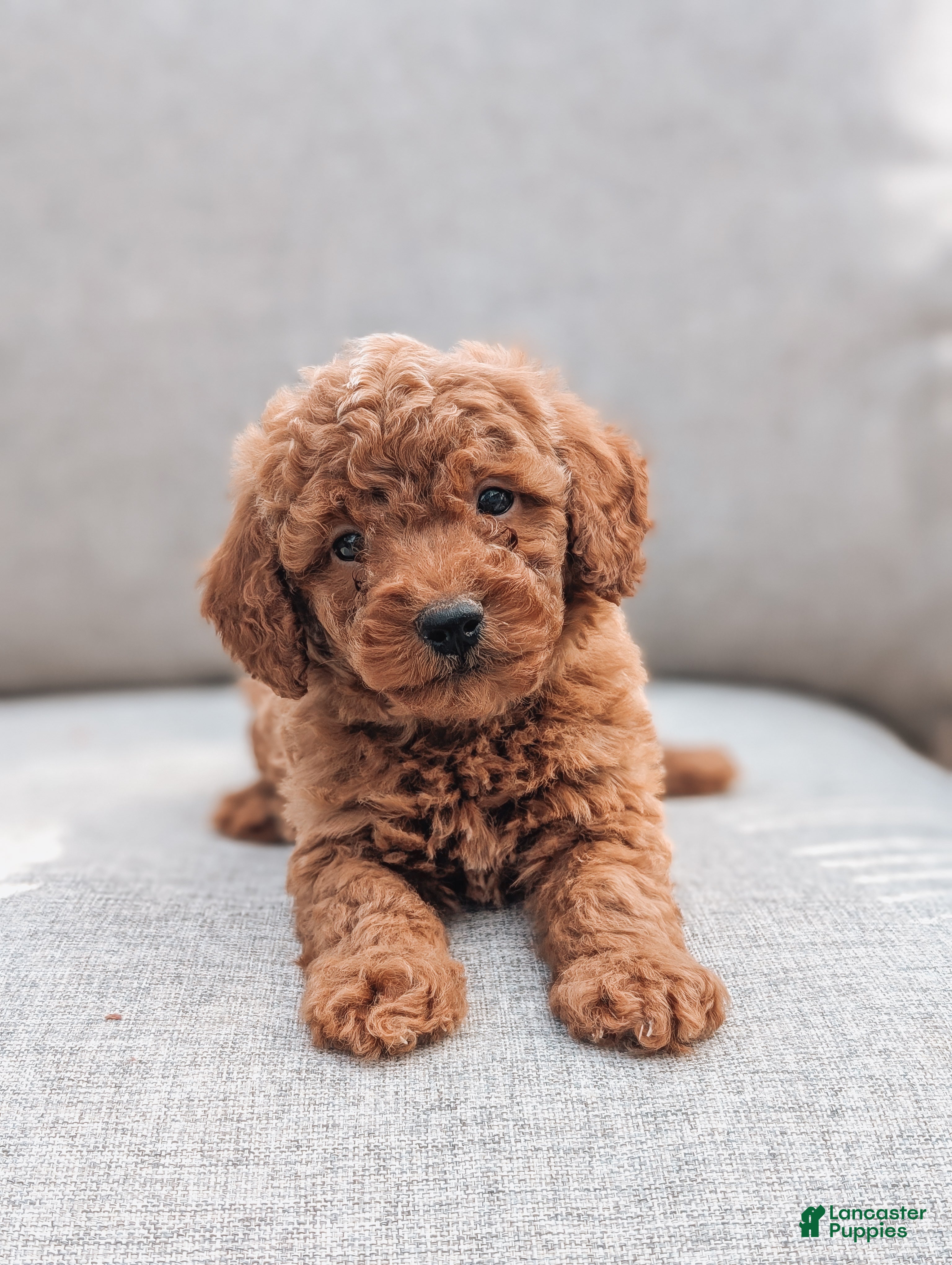 Toy Poodle Puppies for sale Lancaster Puppies