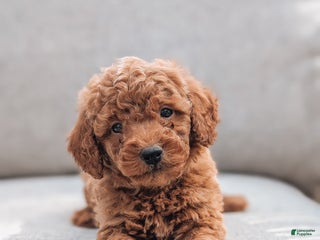 Bichpoo dogs - Ad 27