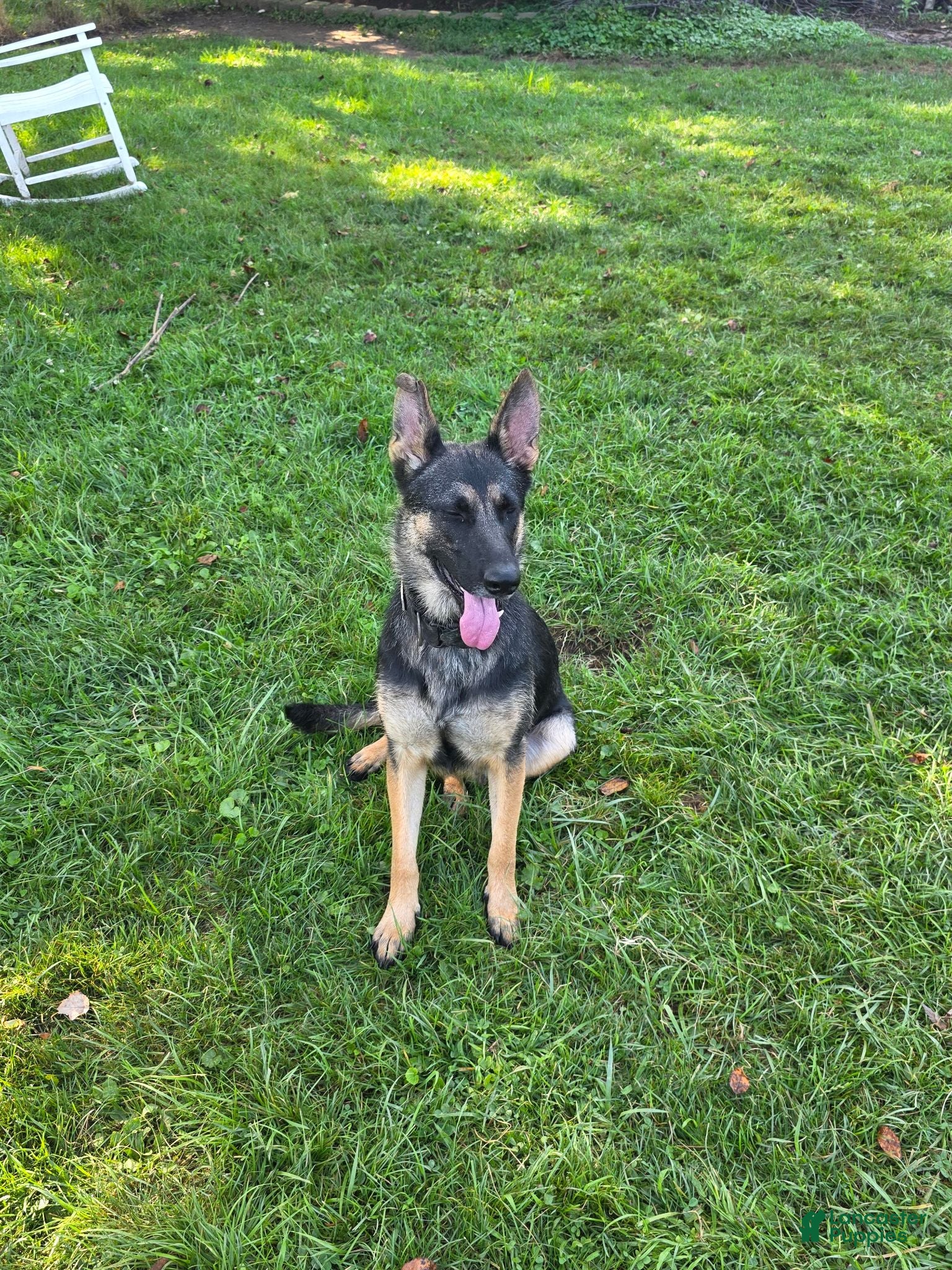 German Shepherd dogs Bella - Ad 2