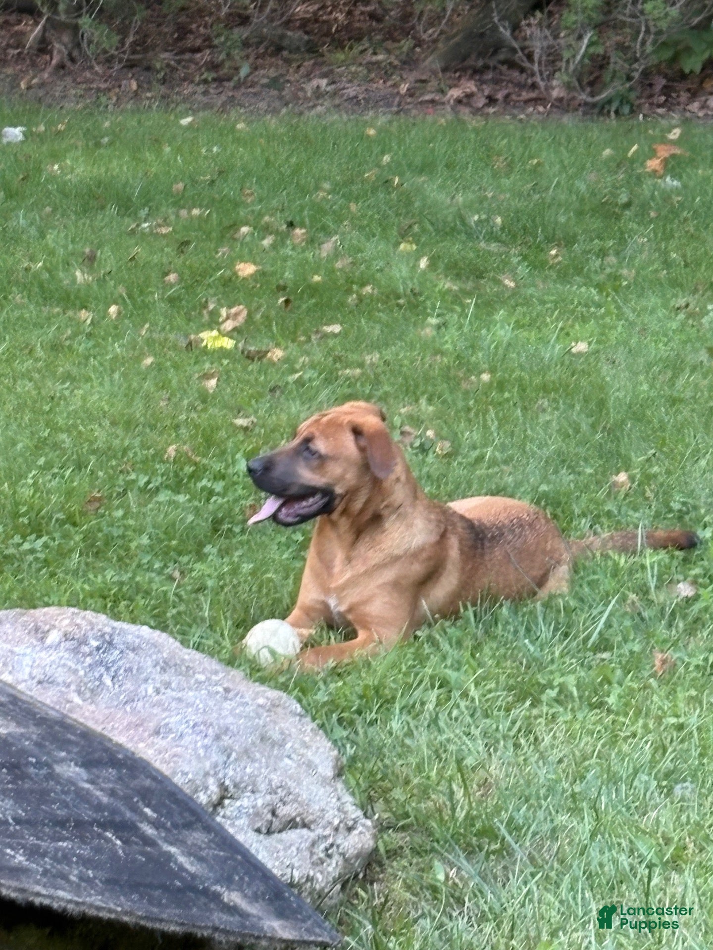 Mixed Breed dogs Autumn - Ad 5