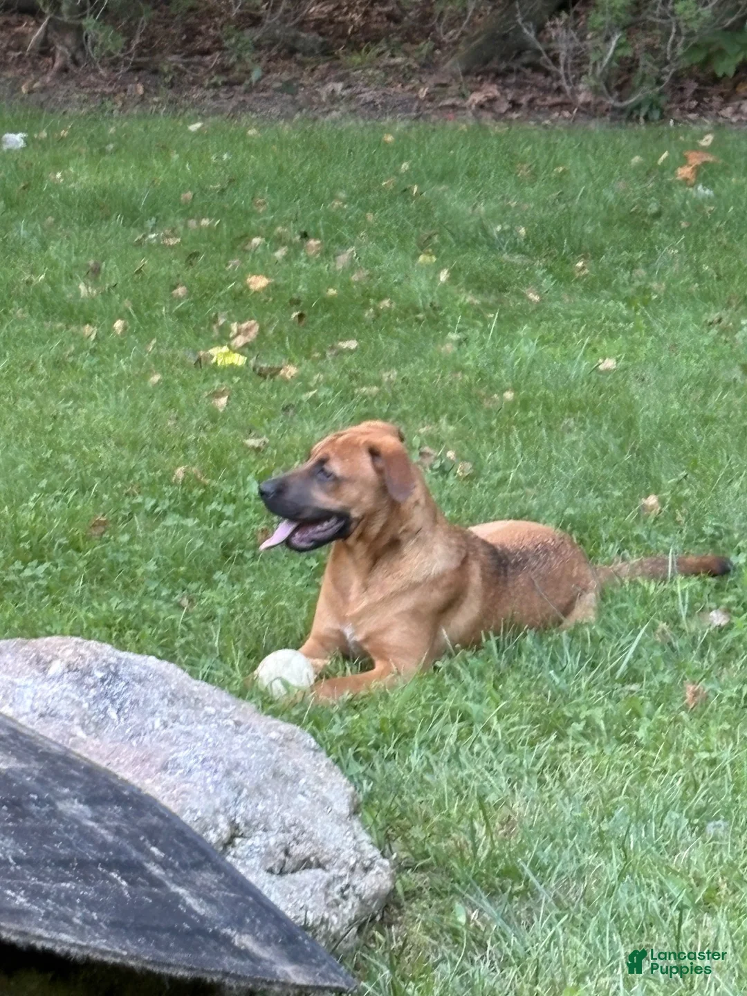 Mixed Breed dogs for sale: Autumn - Ad 1