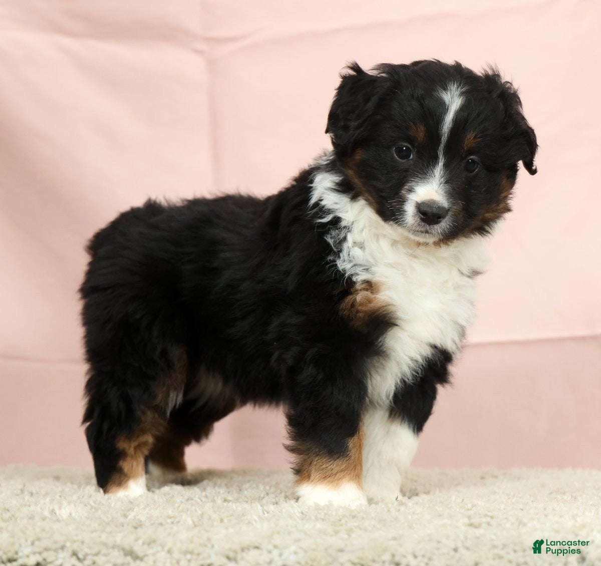 Mini Aussiedoodle dogs Abby - Ad 1