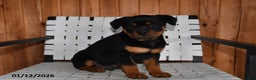 Rottweiler dogs for sale: Buster - Ad 3