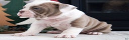 Olde English Bulldogge dogs for sale: Oakley - Ad 6