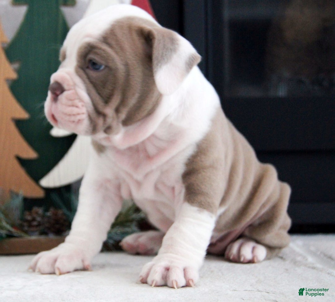 Olde English Bulldogge dogs for sale: Oakley - Ad 6