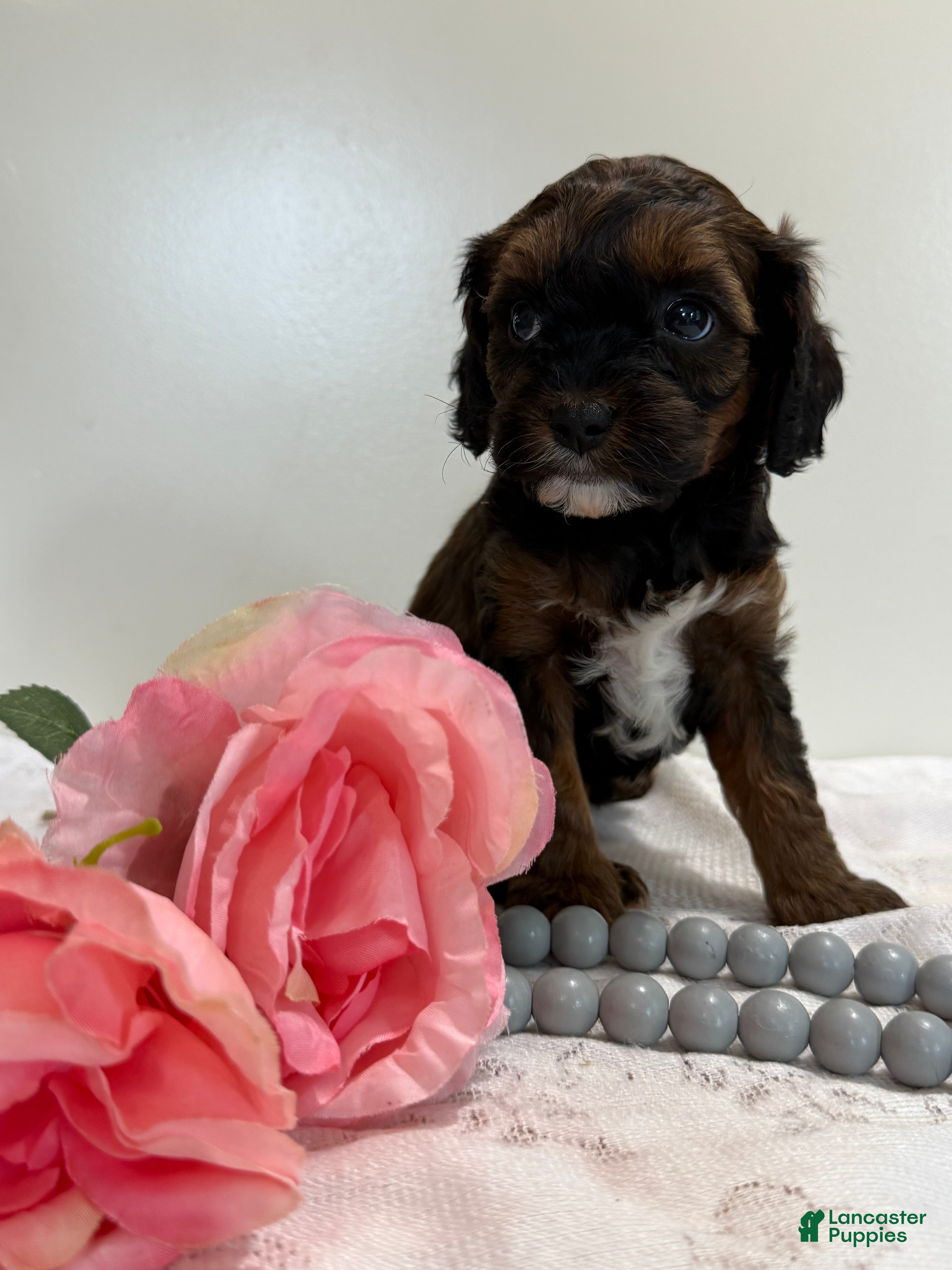 Cavapoo dogs Chocolate Chip Cavapoo  - Ad 1