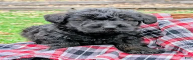 Ruger