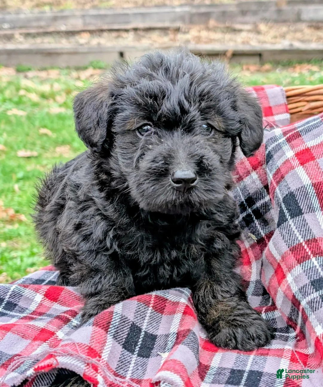 Mixed Breed dogs for sale: Ruger - Ad 1