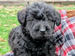 Mixed Breed dogs for sale: Ruger - Ad 2