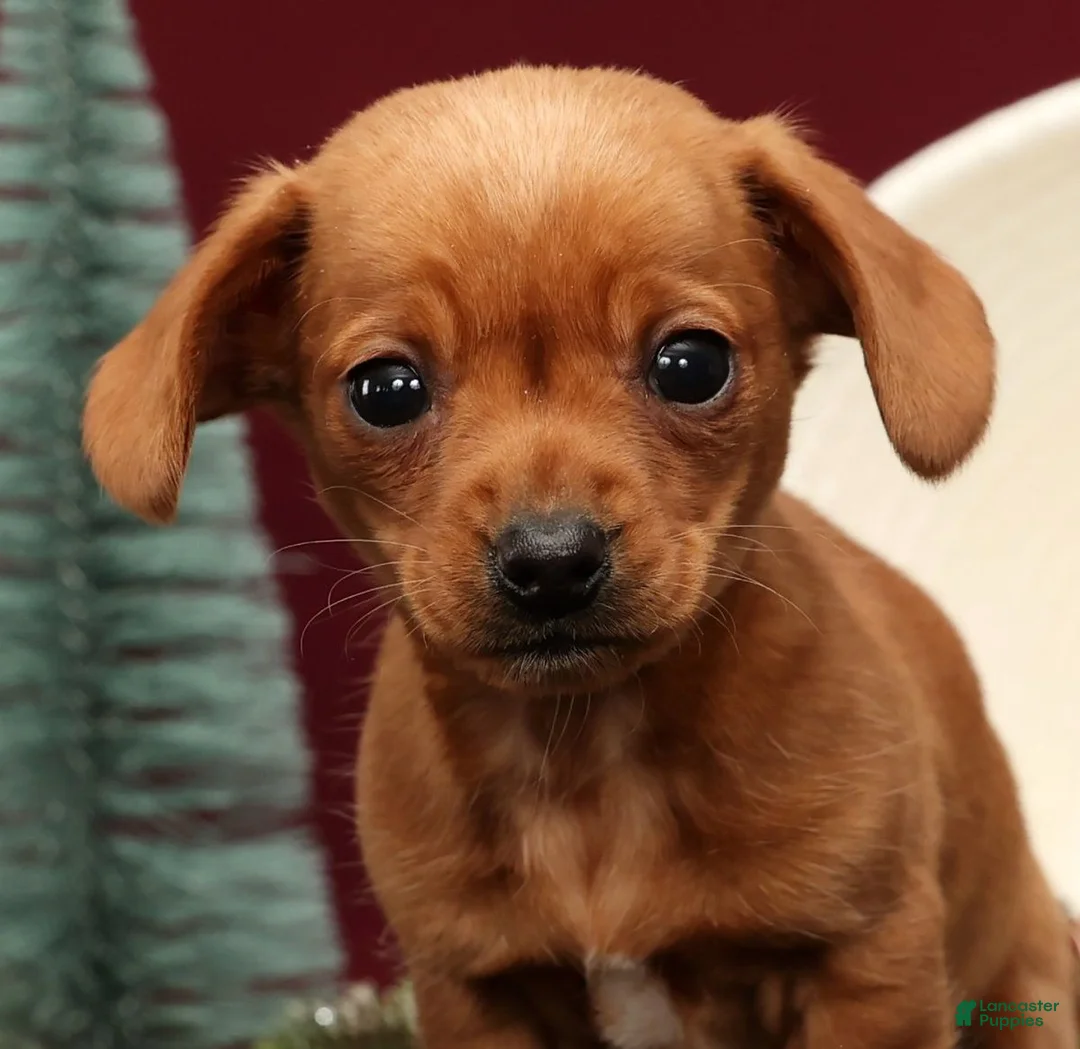 Miniature Dachshund dogs for sale: Beauty - Ad 9