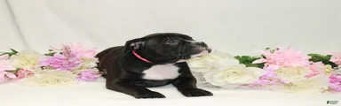 American Bully pink