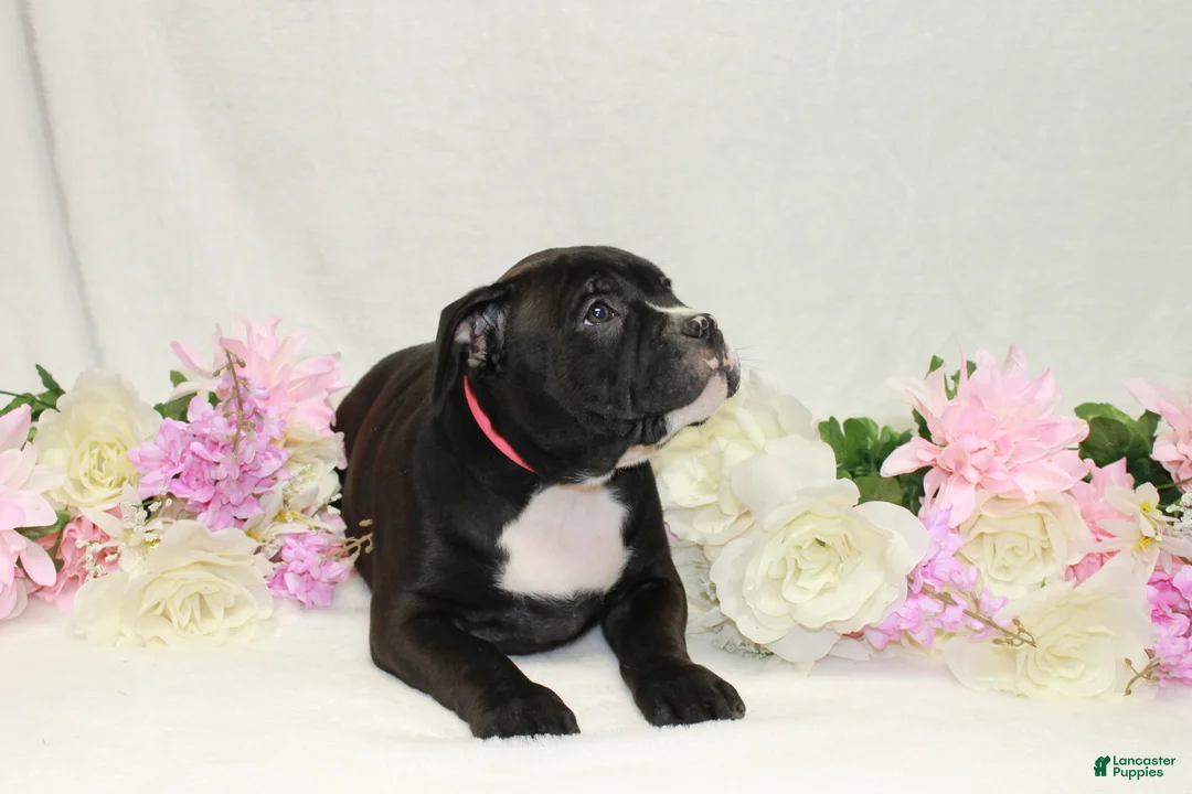 American Bully dogs for sale: American Bully pink - Ad 1
