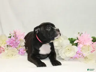American Bully dogs for sale: American Bully pink - Ad 2