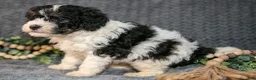 Mini Bernedoodle dogs for sale: Dexter - Ad 3