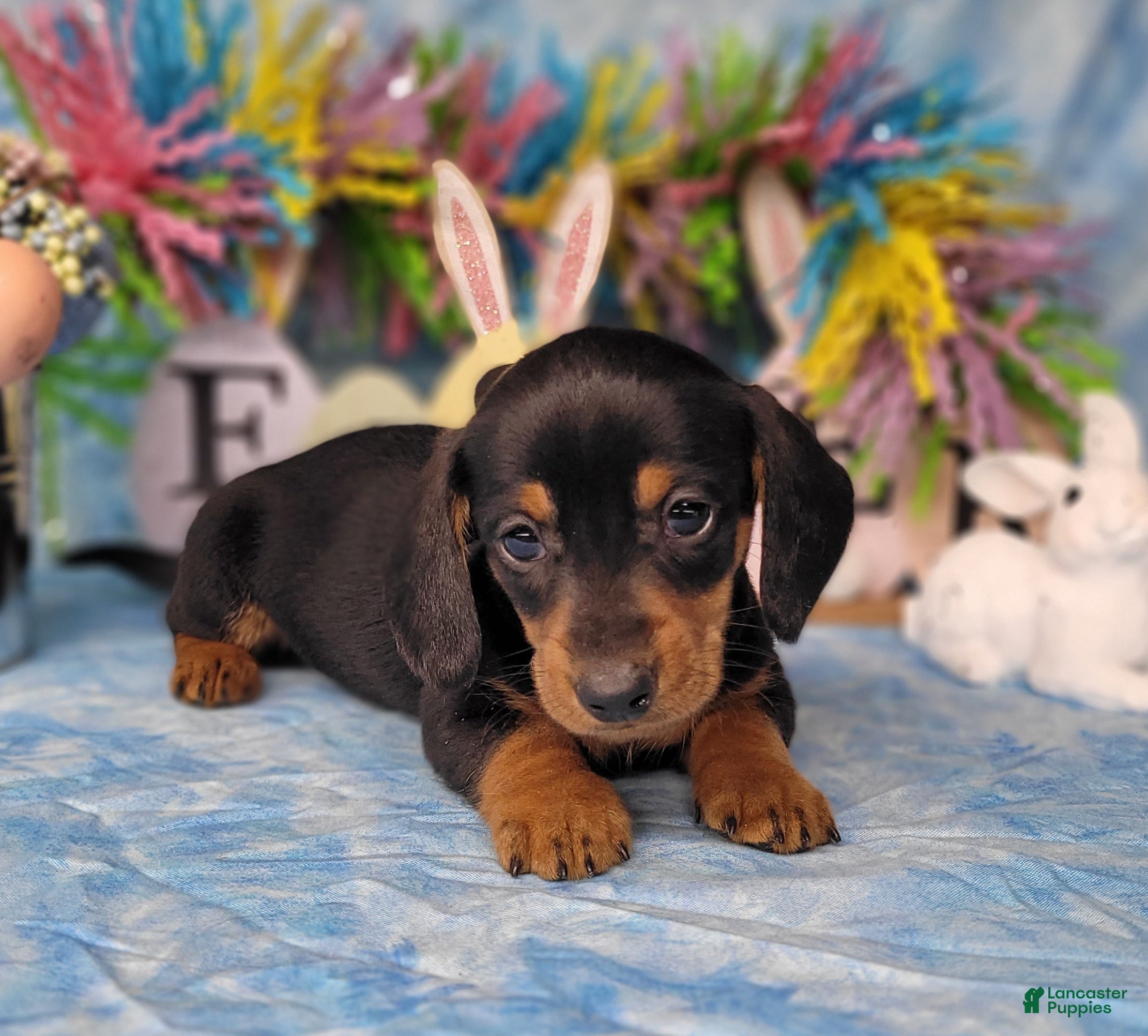 Miniature Dachshund dogs Saul AKC - Ad 26