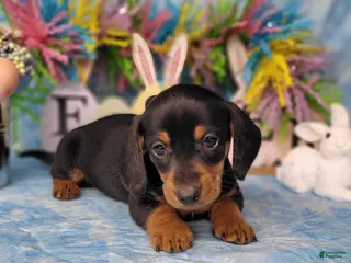 Miniature Dachshund dogs Saul AKC - Ad 26