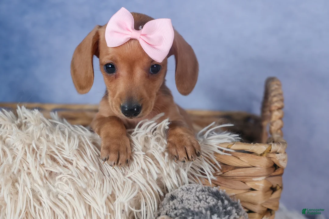 Dachshund dogs for sale: Quincy - Ad 5