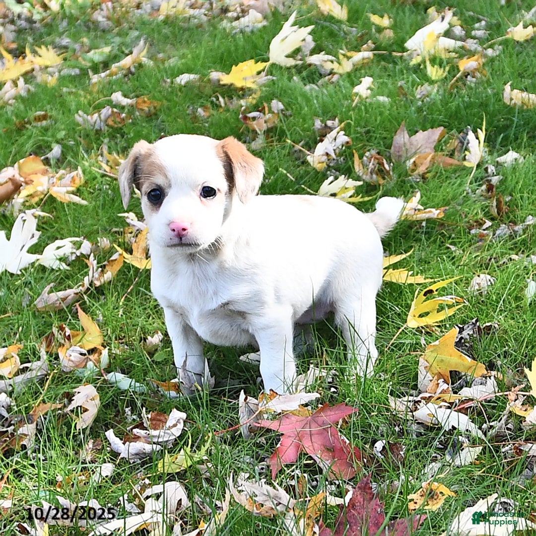 Mixed Breed dogs for sale: Hazel - Ad 2