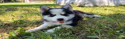 Pomsky dogs for sale: Poppy - Ad 7