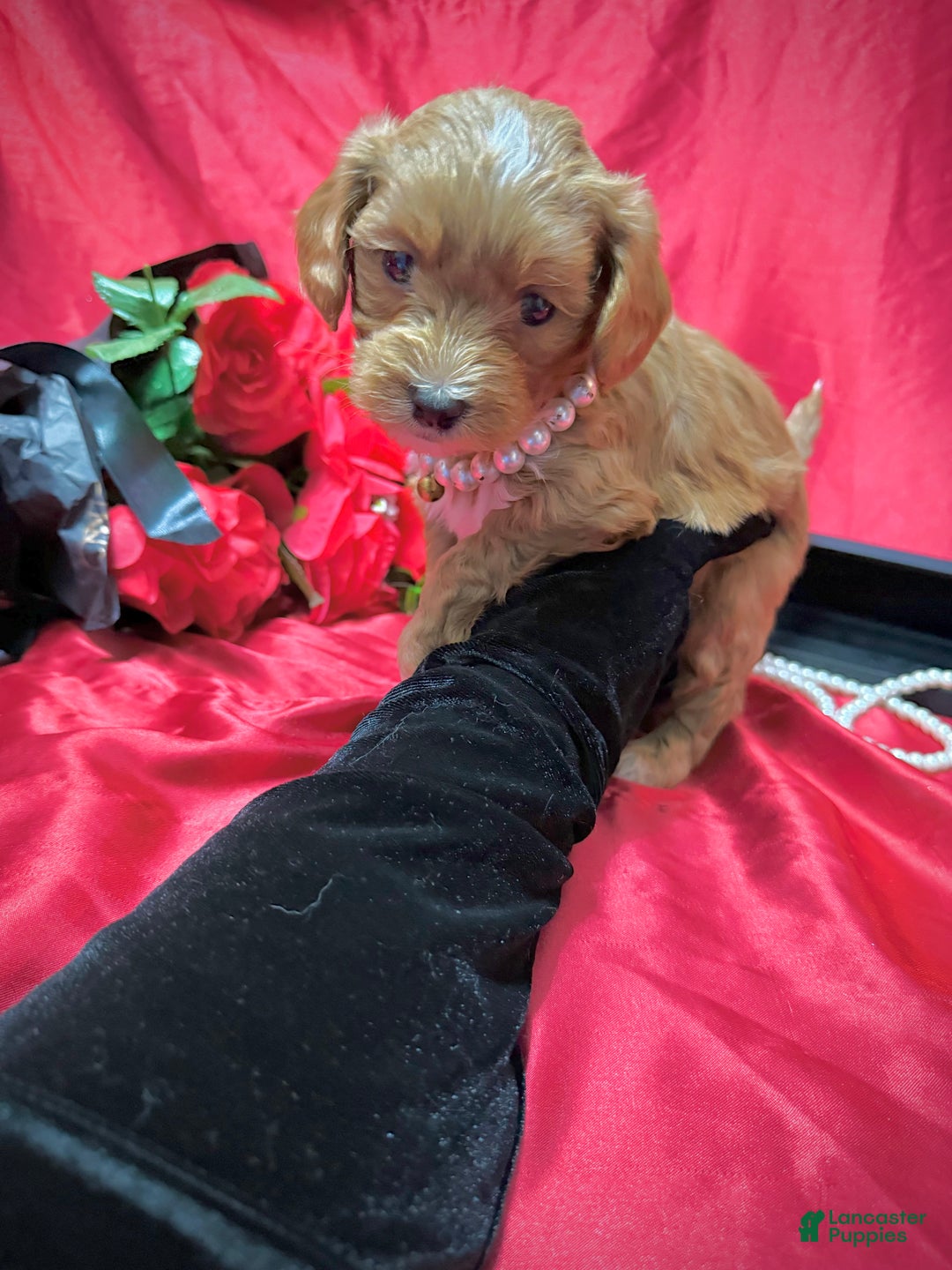 Yorkiepoo dogs for sale: Butterfinger  - Ad 12