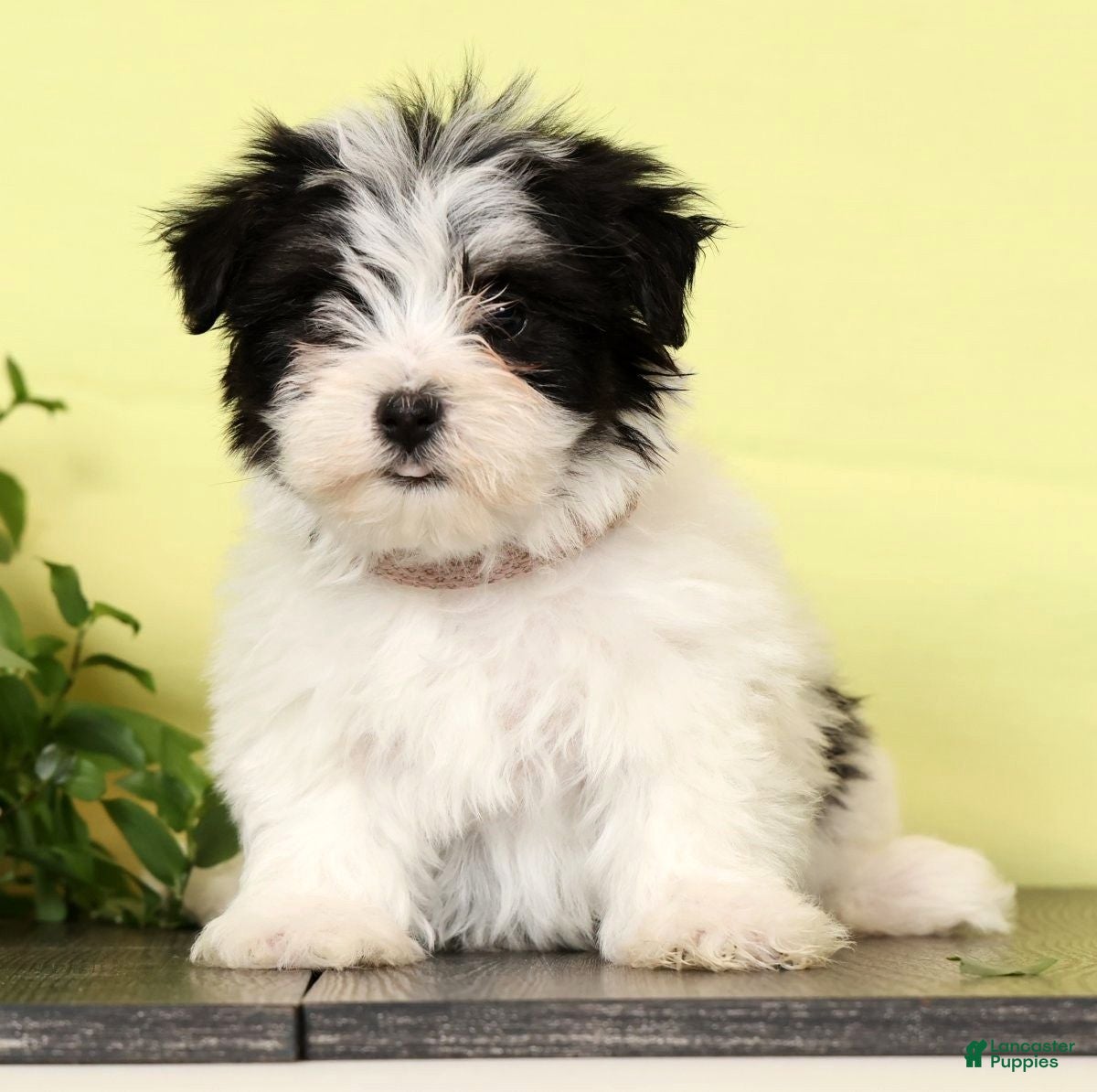 Morkie dogs Daisy - Ad 1