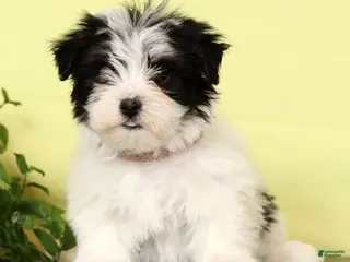 Morkie dogs for sale: Daisy - Ad 1
