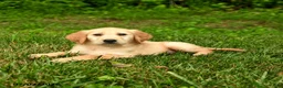 Golden Retriever dogs for sale: Nina - Ad 3